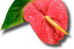 exotic flower